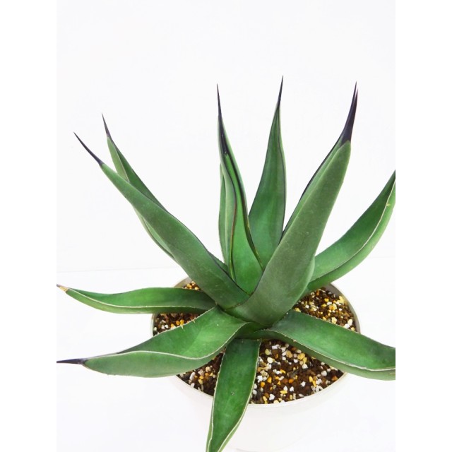 アガベ ニグラ シャークスキン Agave nigra