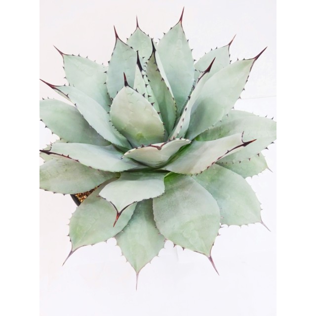 アガベ 吉祥天 Agave parryi var. huachuce...