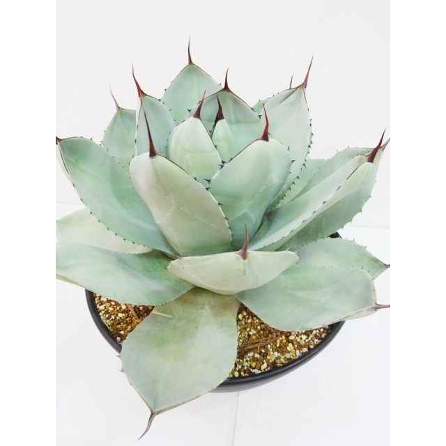 アガベ パリー トルンカータ Agave parryi...