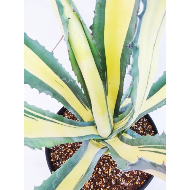 アガベ 那智の輝 Agave americana ’Cream m...