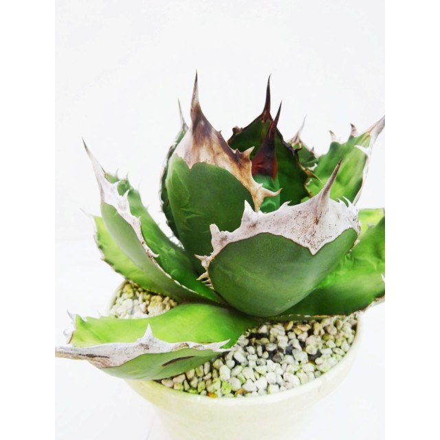 アガベ FO-076 かつて白鯨と呼ばれていた個体 Agave FO-076 'Hakugei' - Special Plants Gallery  Special Plants Gallery