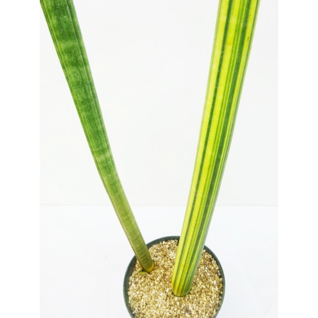 サンセベリア スタッキー錦 Sansevieria st...