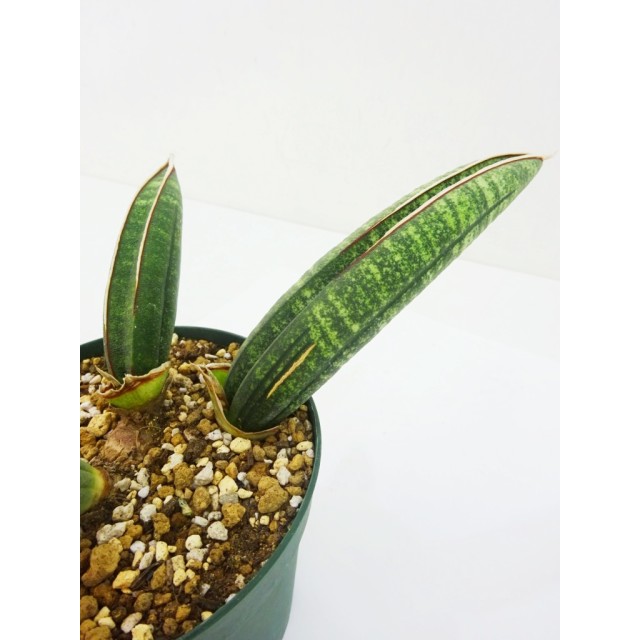 サンセベリア アルーシャ Sansevieria fisc...