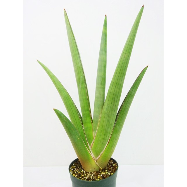 サンセベリア プフィステリー Sansevieria pfisterii - Special Plants Gallery Special  Plants Gallery