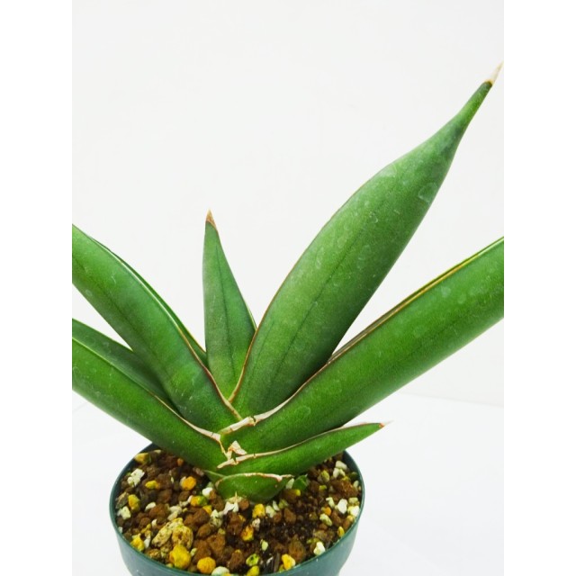 サンセベリア サワデー Sansevieria hyb ’S...