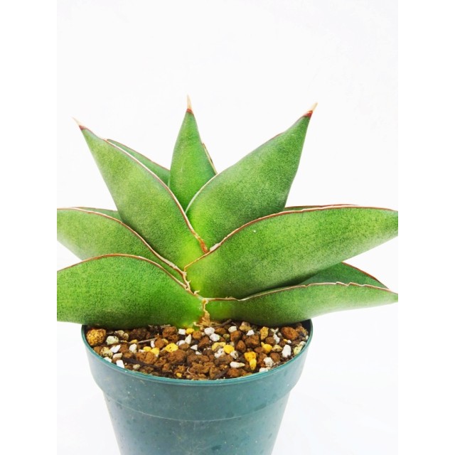 サンセベリア オペラハウス Sansevieria hy...