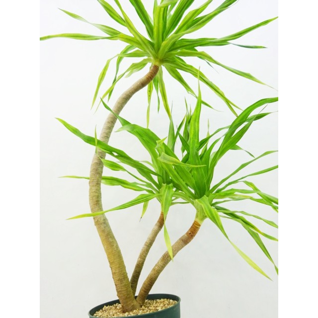 ドラセナ コチンチネンシス 白斑 Dracaena...