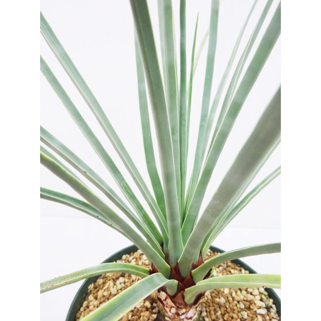 ドラセナ オンベット Dracaena ombet