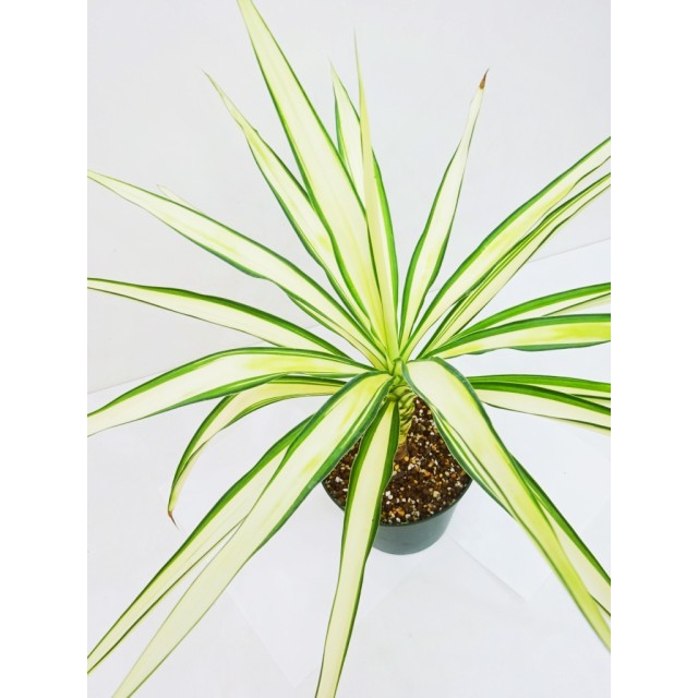 ユッカ スタージュエル Yucca elephantipes...