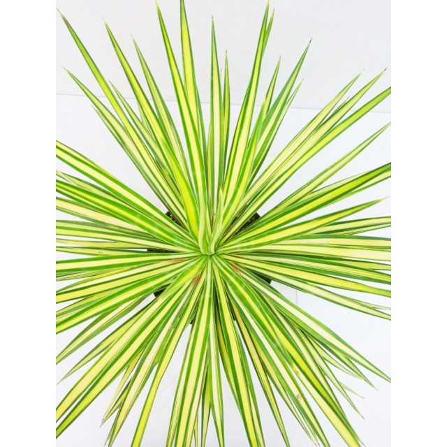 ユッカ アロイフォリア 黄中斑 Yucca aloif...