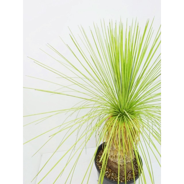 ユッカ ケレタロエンシス Yucca queretaroe...