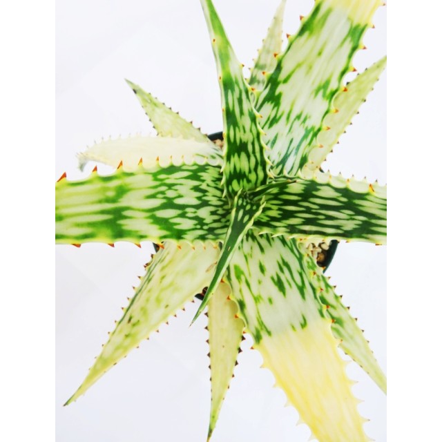 アロエ ソマリエンシス錦 Aloe somaliensis...