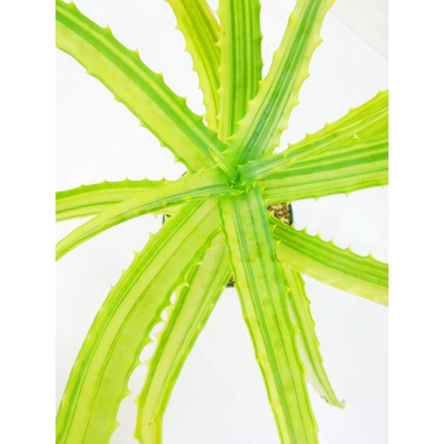 アロエ 木立ちアロエ錦 Aloe arborescens '...