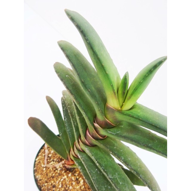 ガステリア ラウリンソニー Gasteria rawli...