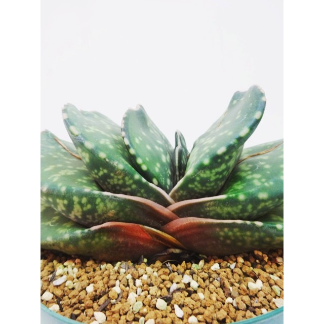 ガステリア 恐竜 Gasteria 'Kyouryu'