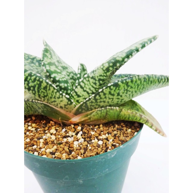 ガステリア 臥牛竜(特白点) Gasteria nitid...