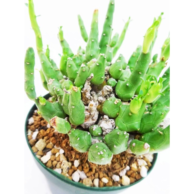 ユーフォルビア 鳥足麒麟 Euphorbia ornith...