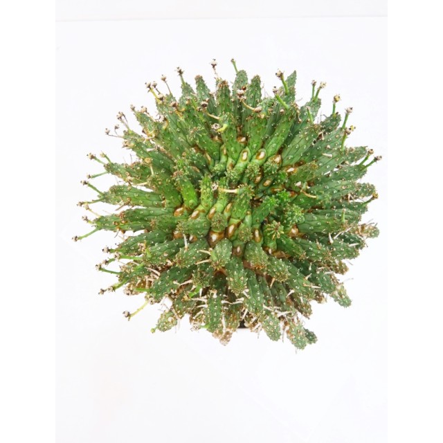 ユーフォルビア フスカ Euphorbia fusca