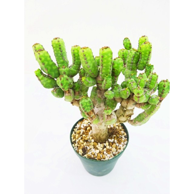 ユーフォルビア リットニアーナ Euphorbia...