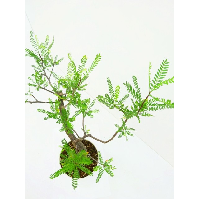 ブルセラ ミクロフィラ Bursera microphyll...